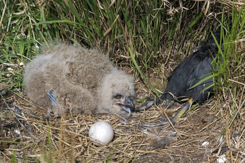 Eurasian eagle owl (Bubo bubo) chick, owlet with egg and moorhen prey in exposed nest on the ground