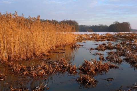 Icy shore areas at Lake Leiner with old reeds, Middle Elbe Biosphere Reserve, Saxony-Anhalt,