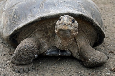 Galapagos giant tortoise (Chelonoidis nigra) (Geochelone elephantopus) in the Darwin Station, Santa