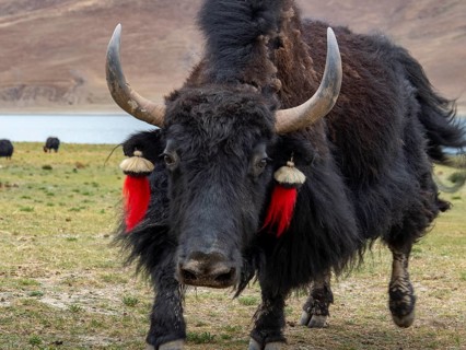 Yak cattle with horns and red bobbles, aggressive bull, highlands of Tibet, China, Asia