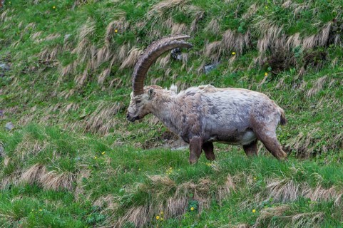 Alpine Ibex (Capra ibex), buck shedding its fur, High Tauern National Park, Austria, Europe