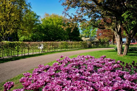 Blooming double late tulips (peony flowered tulips) flowerbed in Keukenhof flower garden aka the