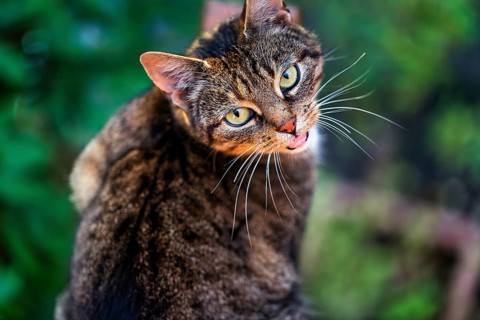 Brown tabby felidae (Felis silvestris catus), portrait, hissing, top view, Germany, Europe