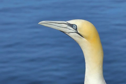 Northern gannet (Morus bassanus), animal portrait, side shot Lummenfelsen, Helgoland Island,