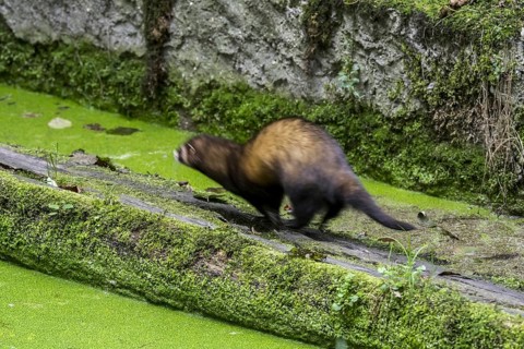 European polecat (Mustela putorius) running along old canal wall