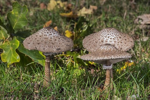 Parasol mushrooms (Macrolepiota procera) (Lepiota procera) in grassland in autumn