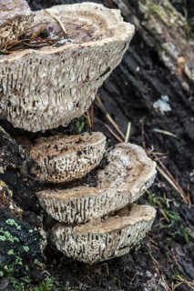 Oak mazegill, maze-gill fungus (Daedalea quercina) growing on rotten tree trunk