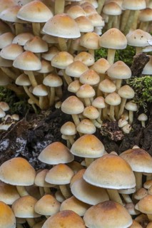 Sulphur tuft (Hypholoma fasciculare), sulfur tuft (Psilocybe fascicularis) fungus growing on