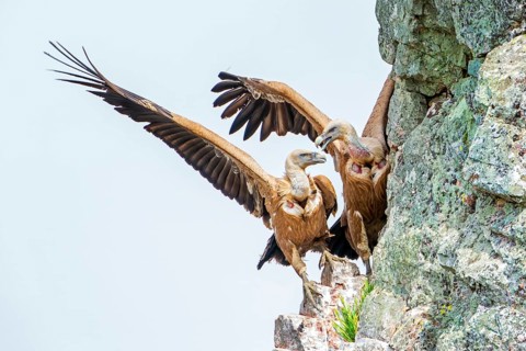 Griffon vulture (Gyps fulvus) Old world vulture, pair fighting in rock face, Monfragüe National