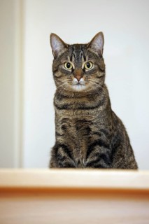 Domestic cat with Mackerel tabby pattern lying on top of stairs in house