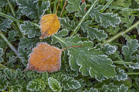Fallen silver birch (Betula pendula) leaves on the forest floor among green leaves covered in hoar