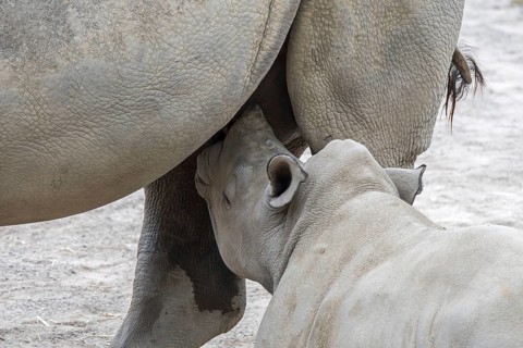 Close-up of female white rhinoceros (Ceratotherium simum), white rhino mother suckling baby calf
