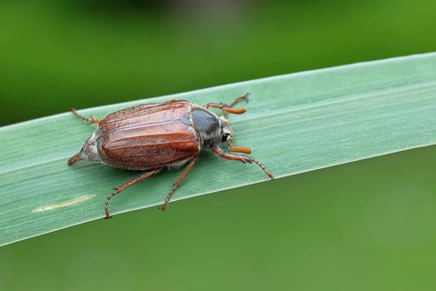 Wood cockchafer (Melolontha hippocastani), male, walking on a leaf of a broad-leaved bulrush (Typha