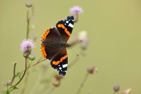 Admiral butterfly (Vanessa atalanta), butterfly sucking nectar from a thistle (Cirsium arvense)