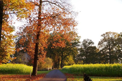 Landscape, Road, Autumn, Colours, Trees, Loneliness, North Rhine-Westphalia, Germany, A beautiful
