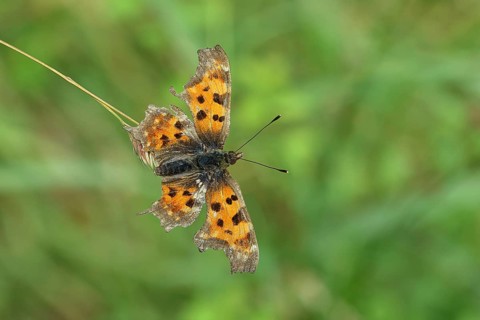 C-moth (Polygonia c-album), with open wings on a blade of grass in a meadow, Wilnsdorf, North