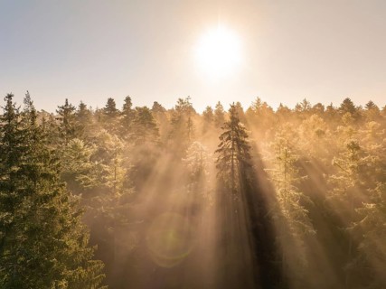 Golden morning light shines through dense treetops in the forest, Calw, Black Forest, Germany,
