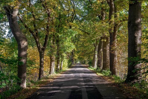 Oak avenue in autumn near Dangast, district of Friesland, Lower Saxony, Germany, Europe