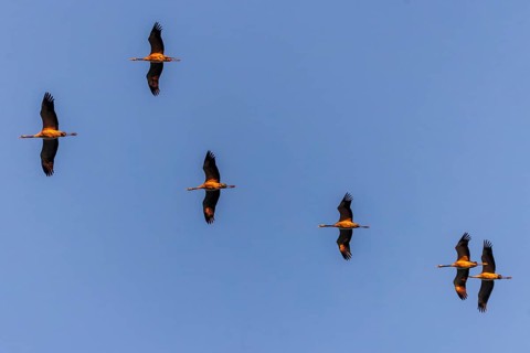 Cranes flying in two rows one behind the other, Crane (Grus grus) wildlife, Western Pomerania