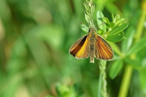 Large skipper (Ochlodes sylvanus, Augiades sylvanus), with open wings on a blade of grass in a