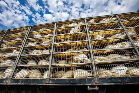 Low angle of live white turkeys in transportation truck cages, The process of transporting poultry