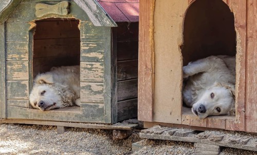 A pair of Kuvasz dogs have some rest in their kennels during the heat of the day, Szentendre,