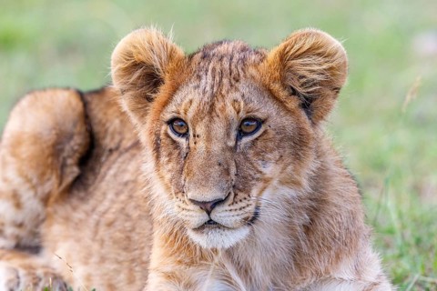 Curious lion cub lying and resting in the savannah