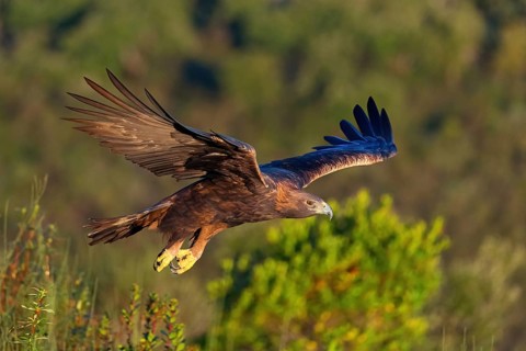 Golden Eagle, (Aquila chrysaetos), bird of prey, family of hawk-like birds, flight, biotope,
