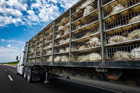 Low angle and rear view of a transportation turkey truck on the roads, lot of white turkeys in