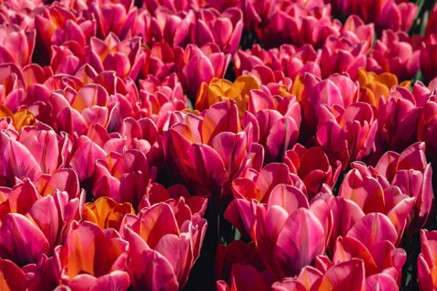 Pink Tulip flowers blooming in the garden field landscape. Beautiful spring garden with many red