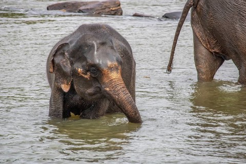 Dry subtropical landscape on an island. A family of elephants seeks to cool off in a river right