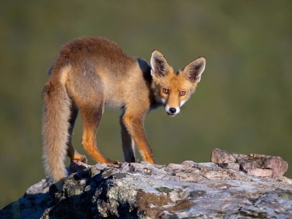 Arabian red fox, (Vulpes vulpes arabica), young animal, foraging, biotope, El Millaron / Golden