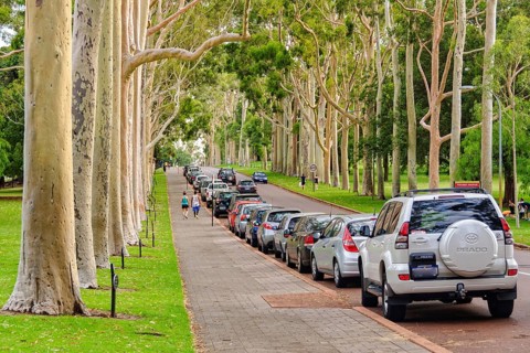 Magnificent eucalypts (red-flowering gum trees) along Fraser Avenue in Kings Park, Perth, WA,
