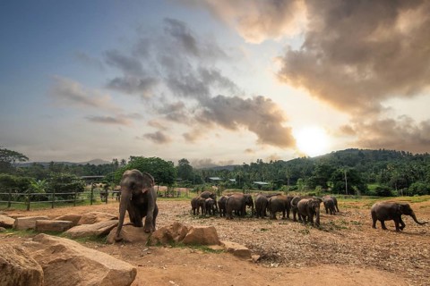 Dry subtropical landscape on an island. A family of elephants at the edge of the forest at sunset.