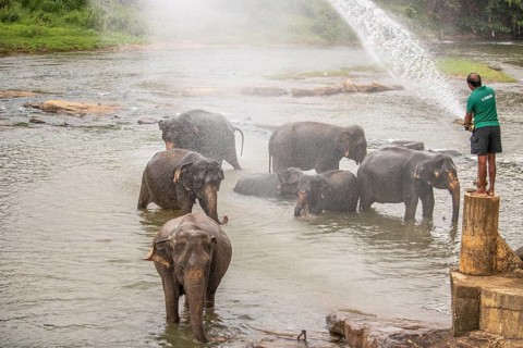 Dry subtropical landscape on an island. A family of elephants seeks to cool off in a river right