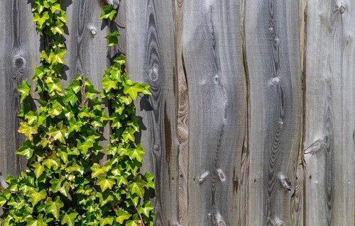 The photo shows a wooden fence overgrown with ivy in the sun
