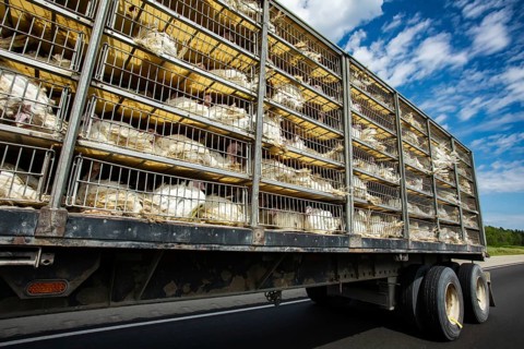 Low angle and side view of a transportation turkey truck on the roads, lot of white turkeys in