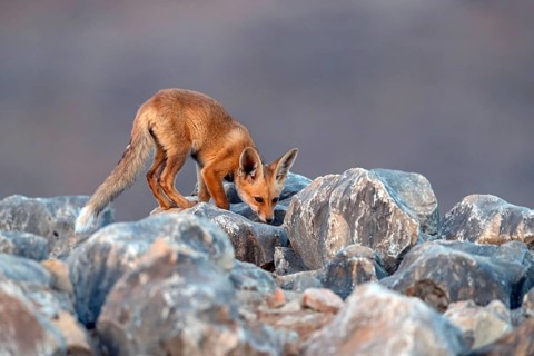 Arabian red fox, (Vulpes vulpes arabica), young animal, foraging, biotope, pup, Jabal Samhan,