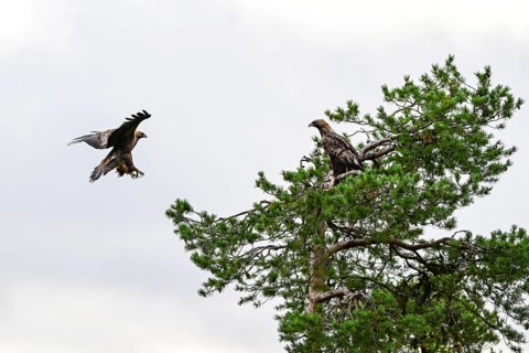 Golden eagle (Aquila chrysaetos), sitting and flying on a tree, Oulanka National Park, Kuusamo,