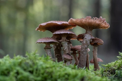 Armillaria polymyces (Armillaria ostoyae), Emsland, Lower Saxony, Germany, Europe
