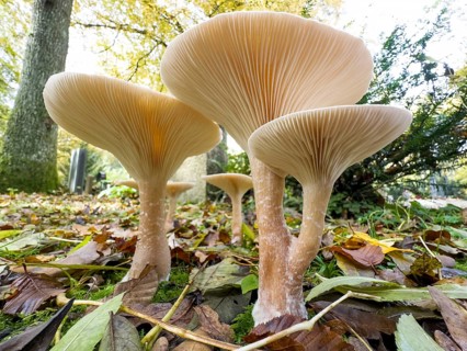 Common Funnel (Infundibulicybe gibba), photographed from the frog's perspective
