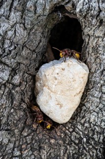 Hornets (Vespa crabro) at their den in the olive tree, Sicily, Italy, Europe