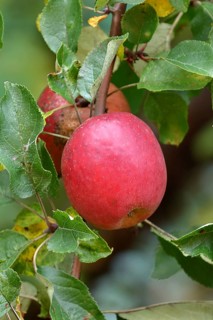 Ripe red apples hanging ready for harvest on a tree, fruit tree, orchard, North Rhine-Westphalia,