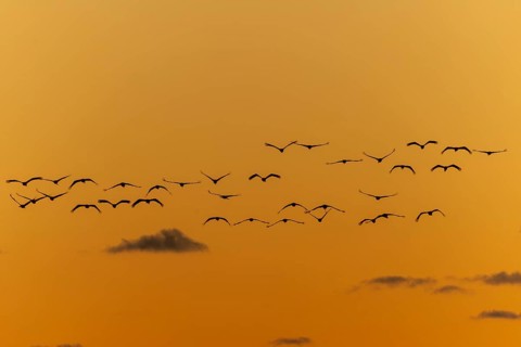 Birds hovering over an orange-coloured sky in harmonious formation, Crane (Grus grus) wildlife,