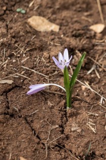 Colchicum cupanii (Colchicum cupanii), Sicily, Italy, Europe