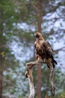 Golden eagle (Aquila chrysaetos), sitting on a branch, Oulanka National Park, Kuusamo, Lapland,