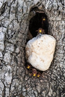 Hornets (Vespa crabro) at their den in the olive tree, Sicily, Italy, Europe