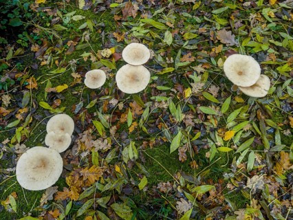 Common Funnel (Infundibulicybe gibba)