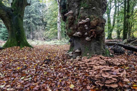 Armillaria polymyces (Armillaria ostoyae), Emsland, Lower Saxony, Germany, Europe