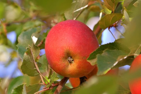 Ripe red apple hanging ready for harvest on a tree in front of a blue sky, fruit tree, orchard,